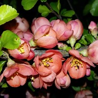 Портрет фотографа (аватар) Gemelina Opriș (Opriș Gemelina)