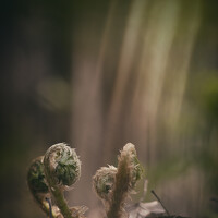 Портрет фотографа (аватар) Keu Davik