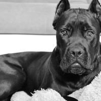 Портрет фотографа (аватар) Сергей Котелевец (Serhii Kotelevets)