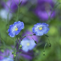 Портрет фотографа (аватар) Людмила