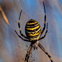 Фотография Darko Golik Портрет фотографа (аватар) Darko Golik