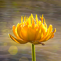 Портрет фотографа (аватар) Наталья Кузнецова (Natalia Kuznetsova)