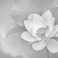 Портрет фотографа (аватар) Lee Wu Tzung (李武宗)