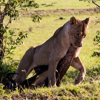 Портрет фотографа (аватар) Катя Катюнина (Ivan)