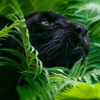 Портрет фотографа (аватар) Анастасия Петрова (Anastasiya Petrova)