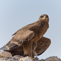 Портрет фотографа (аватар) Joji Jose