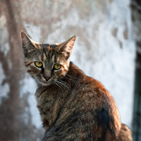 Портрет фотографа (аватар) Виталий Дмитрик (Dmitrik Vitaly Olegovich)