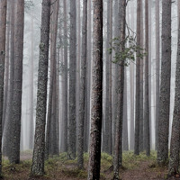 Фотография Настя Сущева (Suscheva Nastya) Портрет фотографа (аватар) Настя Сущева (Suscheva Nastya)