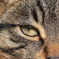 Портрет фотографа (аватар) Роман Тырышкин (Roman Tyryshkin)