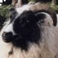 Портрет фотографа (аватар) Исмаил (Байбаков)