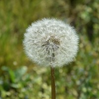 Портрет фотографа (аватар) Ирина Квитная (Irina Kvitnaya)