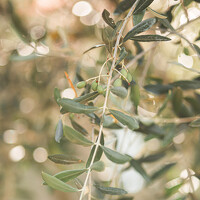 Портрет фотографа (аватар) Irena Maurer