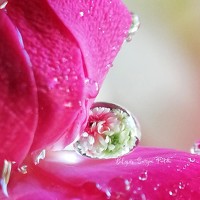 Портрет фотографа (аватар) Atie sweetchoc bakeries Atie (Norjalilati binti mohd moktor)