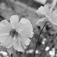 Портрет фотографа (аватар) Лена Проскурина (Lena Proskurina)