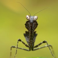 Портрет фотографа (аватар) Komang Wirnata Komang (I komang wirnata)