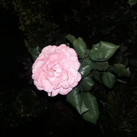 Портрет фотографа (аватар) Sedef Onum