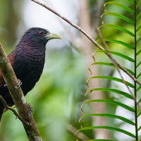 Портрет фотографа (аватар) Sankha Wanniatchi