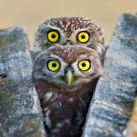 Портрет фотографа (аватар) Андрей Гилев (Andrey Giljov)