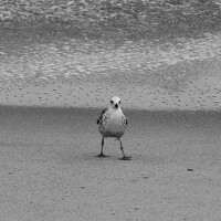 Портрет фотографа (аватар) Roberto Carneiro da Silva Caldas Filho (Roberto Carneiro da Silva Caldas)