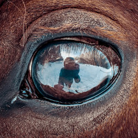 Портрет фотографа (аватар) Екатерина Болотова (Bolotova Ekaterina)