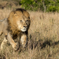 Портрет фотографа (аватар) Dr.suresh Chhabra (Suresh Chhabra)