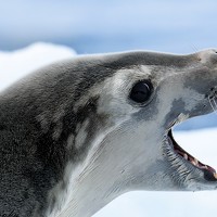 Портрет фотографа (аватар) eric keller (Eric Keller)