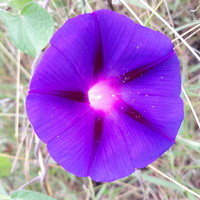 Портрет фотографа (аватар) Dâmaris Ferrão (Dâmaris Pons Ferrão Alvarenga)