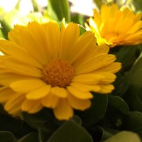 Портрет фотографа (аватар) Ana