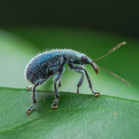 Портрет фотографа (аватар) Loo kok hua Loo (Loo kok hua)