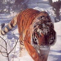 Портрет фотографа (аватар) Сергей Садчиков (Sergey Sadchikov)