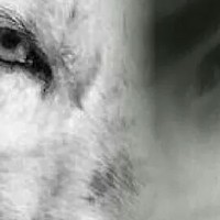 Портрет фотографа (аватар) Joao Santos (João Paulo Nora dos Santos)