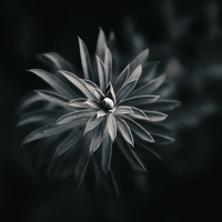 Портрет фотографа (аватар) ali asghar forghani (علی اصغر فرقانی)