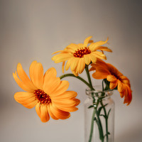 Портрет фотографа (аватар) Ирина Крутова (Krutova Irina)