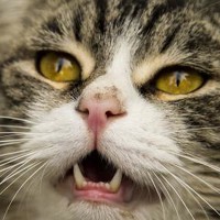 Портрет фотографа (аватар) hamed moradi