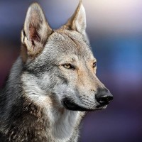 Портрет фотографа (аватар) Алексей Леонидович