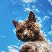 Портрет фотографа (аватар) Светлана Голик (Svetlana Golik)