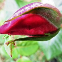 Портрет фотографа (аватар) Maria Isabel Moreira