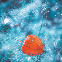 Портрет фотографа (аватар) Евгений Горланов (Evheniy Horlanov)