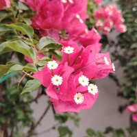 Портрет фотографа (аватар) Fatima Adam (Arabe and English)