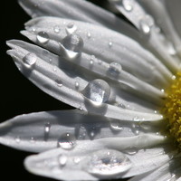 Портрет фотографа (аватар) Pauline Doran