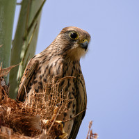 Портрет фотографа (аватар) Виталий Каменский (Vitaly Kamensky)