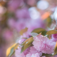 Портрет фотографа (аватар) jiongyilang