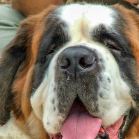 Портрет фотографа (аватар) Furman