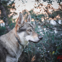 Портрет фотографа (аватар)  Ann (Photo.Split)