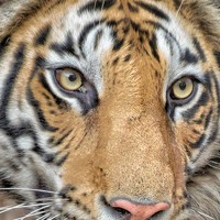 Портрет фотографа (аватар) Harshal Malvankar