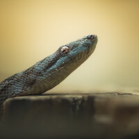 Портрет фотографа (аватар) Sam