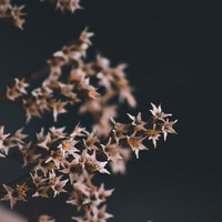 Портрет фотографа (аватар) Ana Noli