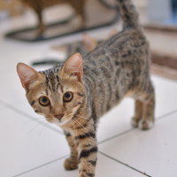 Портрет фотографа (аватар) Muhammad Muzakkir Bahruddin (Muhammad Muzakkir bin Bahruddin)