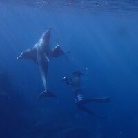 Портрет фотографа (аватар) Junya Higashi