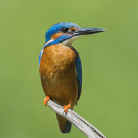 Портрет фотографа (аватар) Kenny Goodison